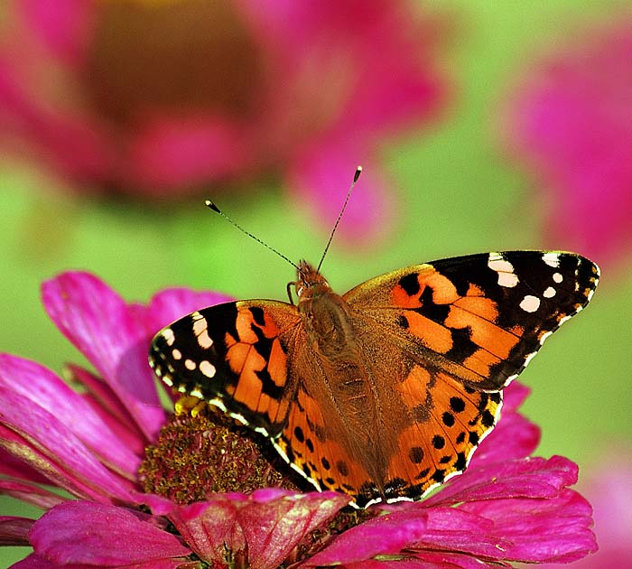 Motyl
