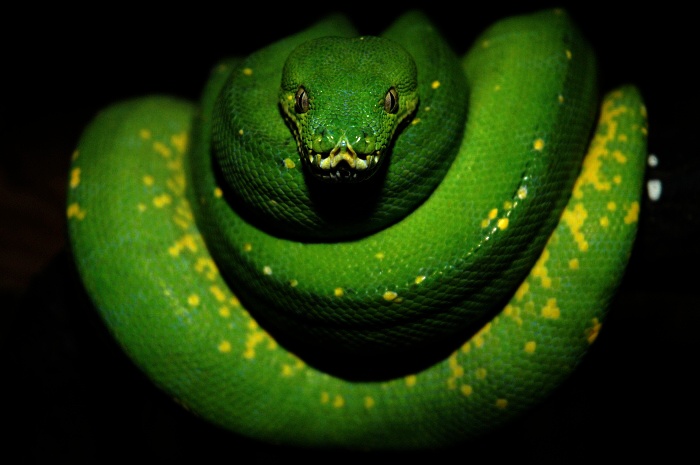 Morelia viridis