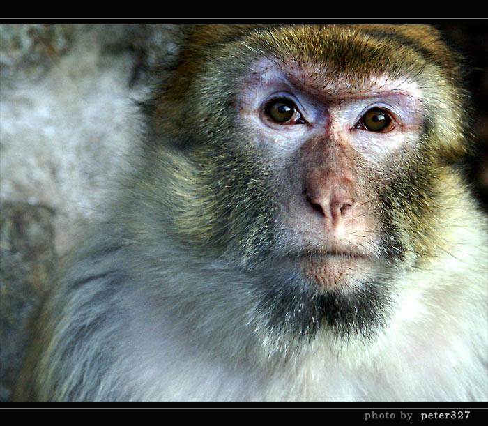 Portret opičky