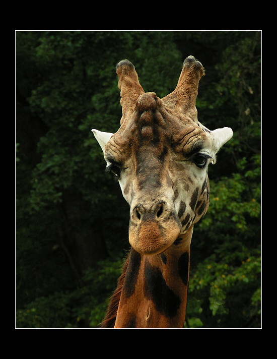 Co koukáš šprčku?