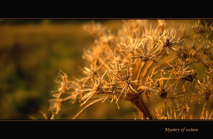 > Mystery of nature