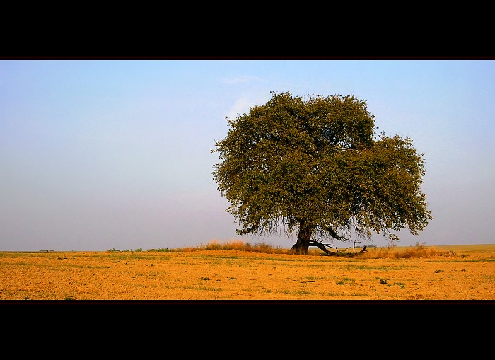 *** tree ***