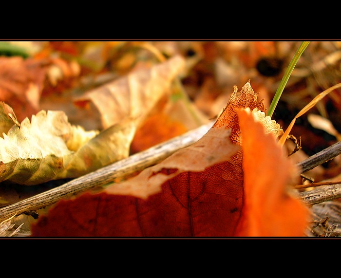 colours