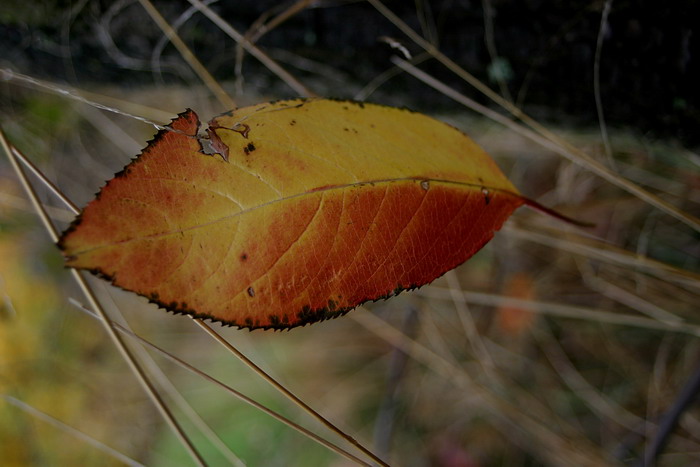 Trawonošovo smuteční blues