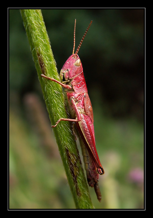 Říkají mi Stydlín