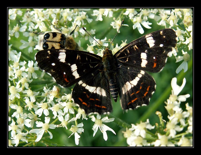 schovej mě, nerad se fotím