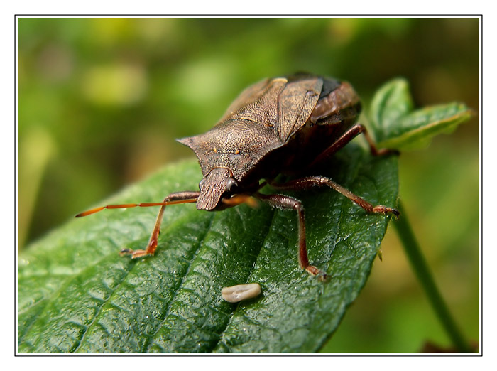 zanedlouho budu maminkou