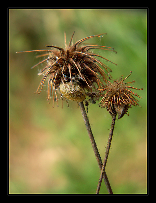 hmyzákova zimní schovka