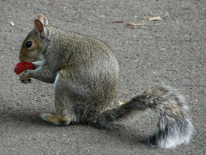 vevericka