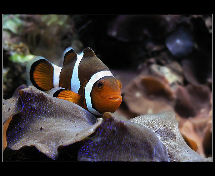 Nemo´s brother