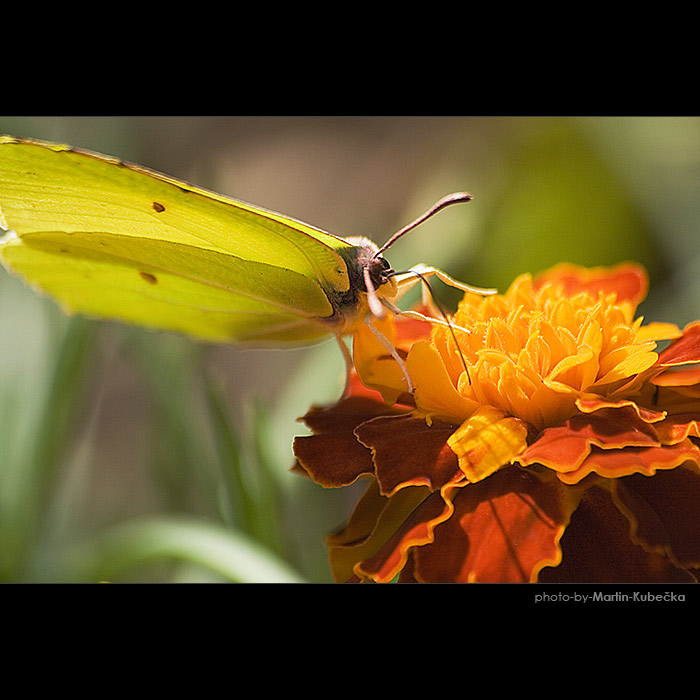 motyl