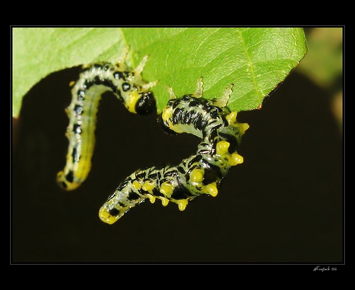 Srdcová záležitosť ...