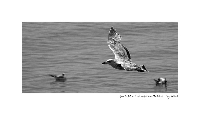Čajka Jonathan Livingston