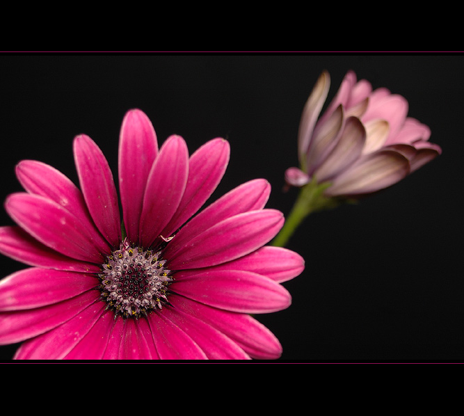 Osteospermum