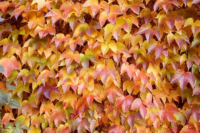 jesenna nostalgia II