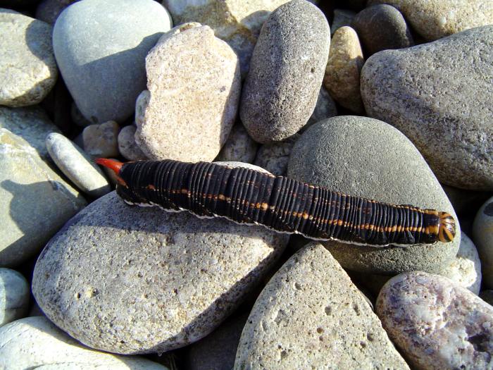húsenička