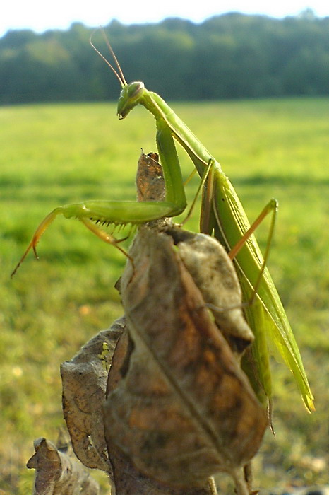 Po dobrom obede, zaslúžená siesta.