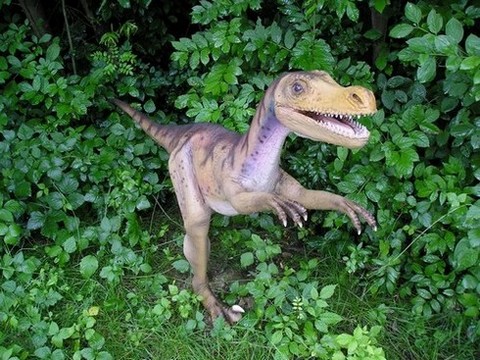 Velociraptor