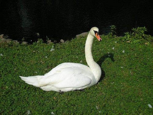 Labuť velká