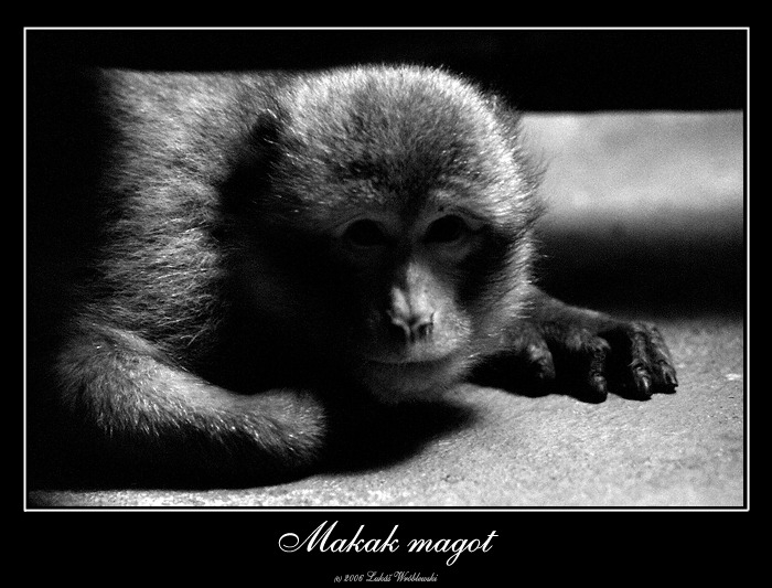 Makak magot