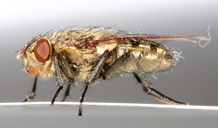Moucha2