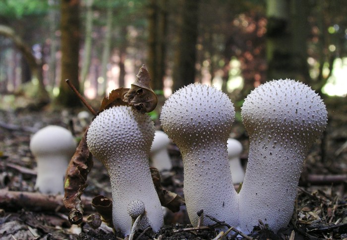 Houbicky II
