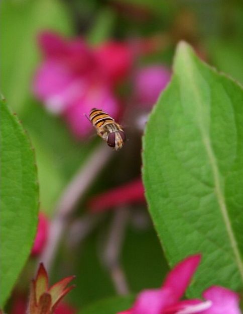 Bzzzz.....
