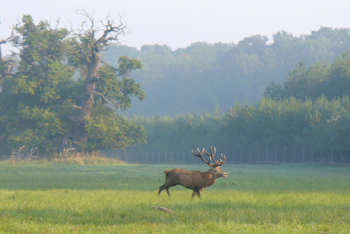 Jelen v ranni mlze