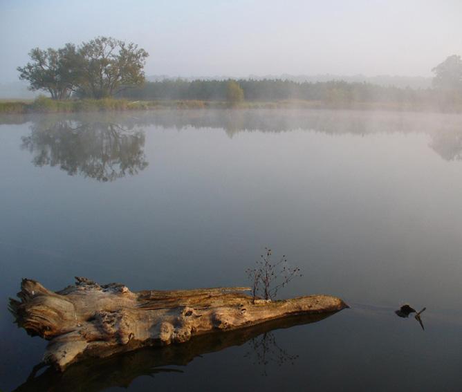 Ranni mlha u rybnika II