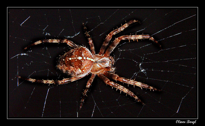 Night spider I.