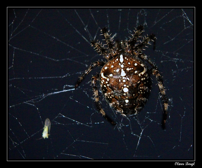 Night spider II.