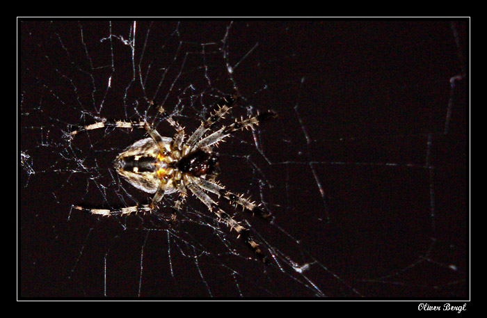 Night spider III.