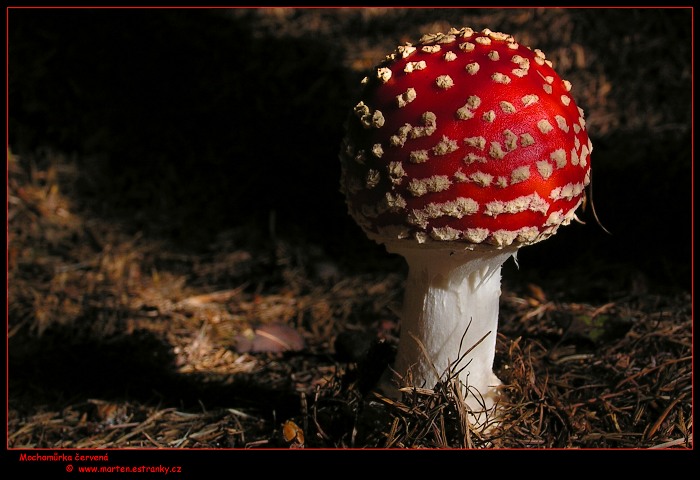 Mochomůrka červená