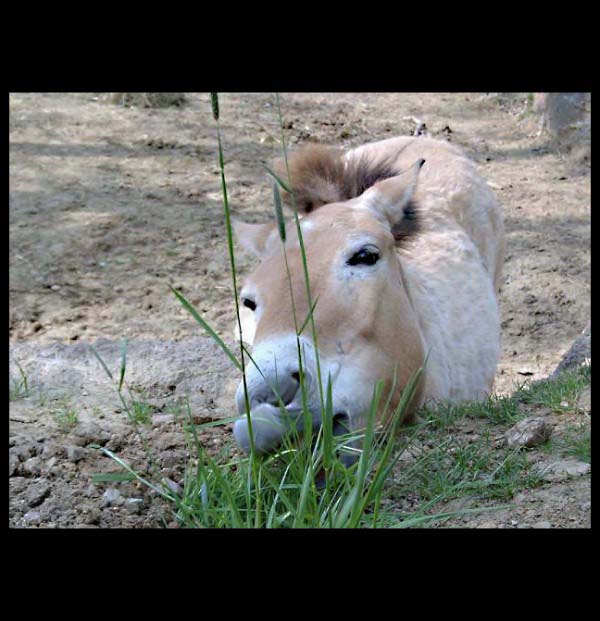 Kůň - Zoo Brno
