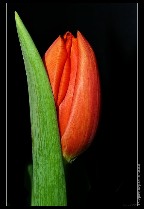 tulipán