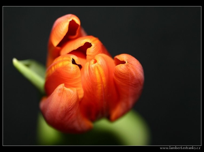 tulipán 2