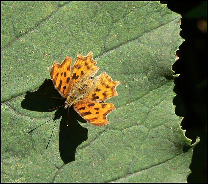 Hra stínů a krajek