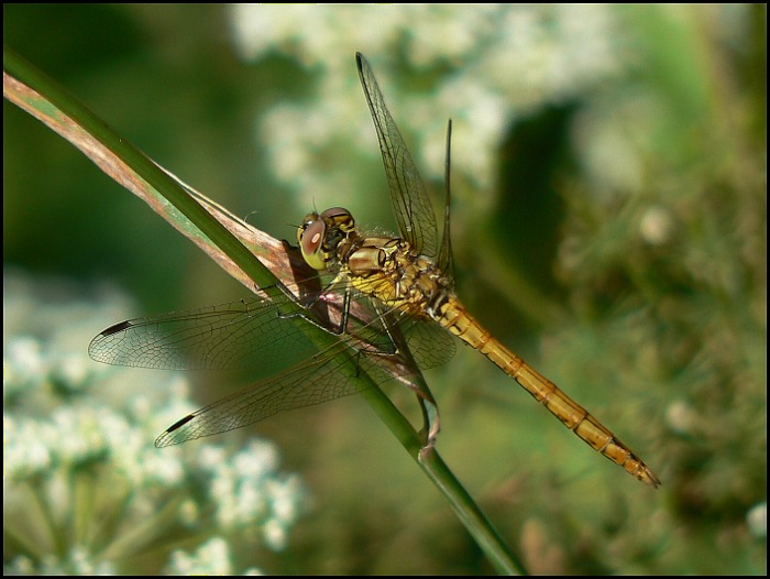 Odpočívající vážka
