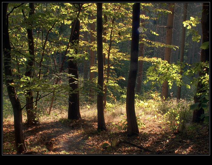 podzimní pohlazení 1