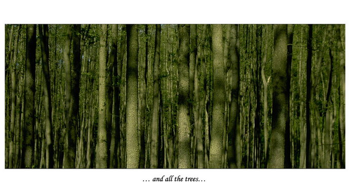 ... and all the trees ...