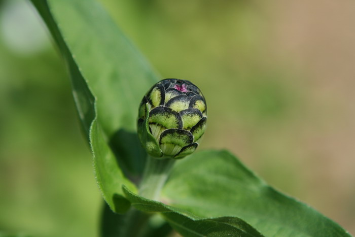 Quetinka 2