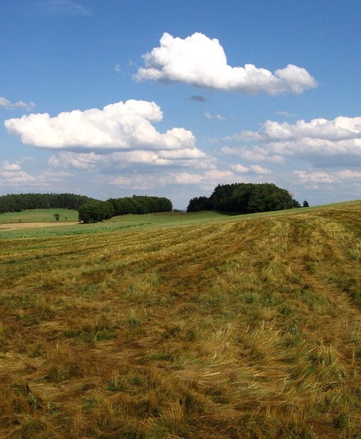 Melíry končícího léta