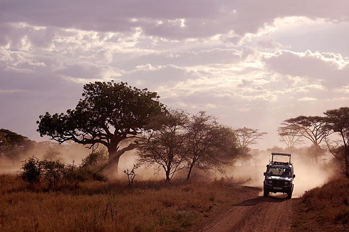 Serengeti NP,WD