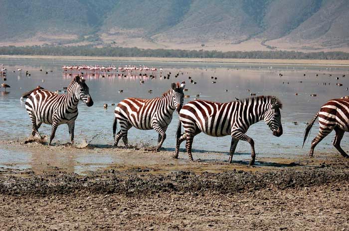 ngorongoro