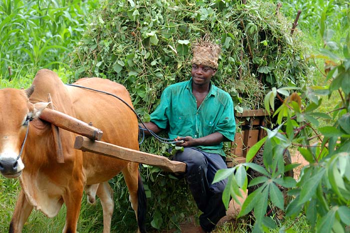 Zemědělec ze Zanzibaru