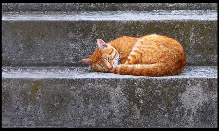 Siesta