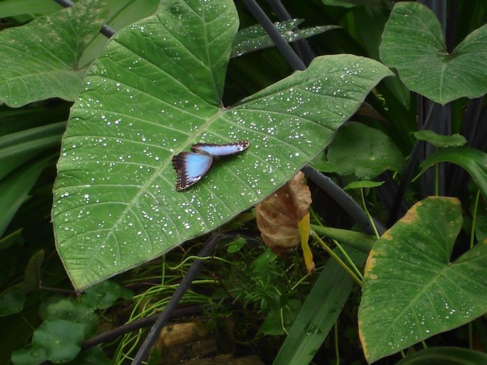 Exotika z Troje