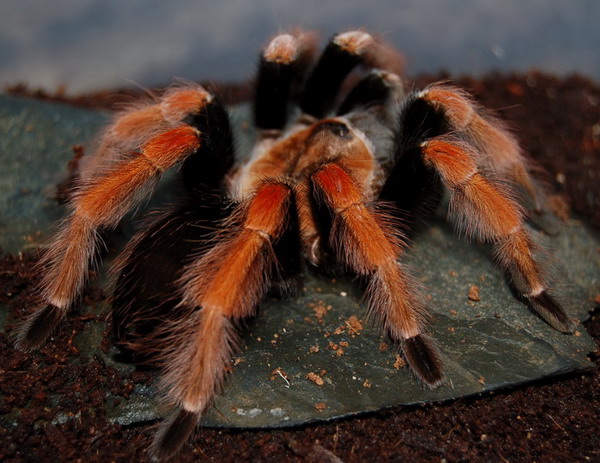 Brachypelma boehmei
