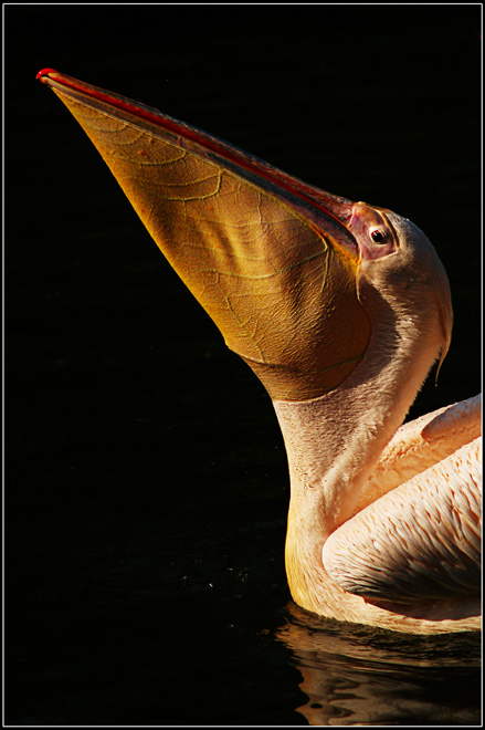 Pelikan Biely