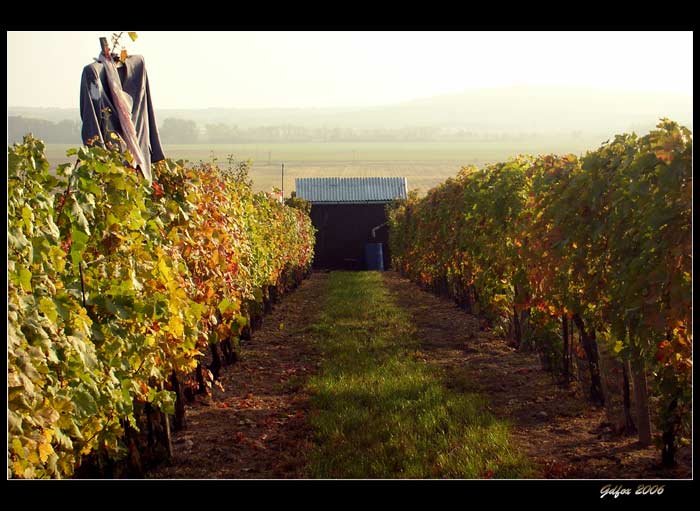 Vinobraní II